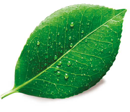 Fresh Leaf